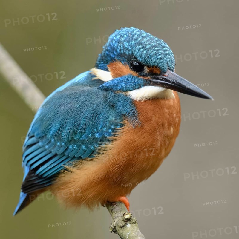 Typical picture... Kingfisher (Alcedo atthis) on perching branch, adult bird, male, recognisable by the completely black bill, one of the best known native bird species, native birdlife, wildlife, nature, Rhineland, Lower Rhine, North Rhine-Westphalia, Germany, Western Europe