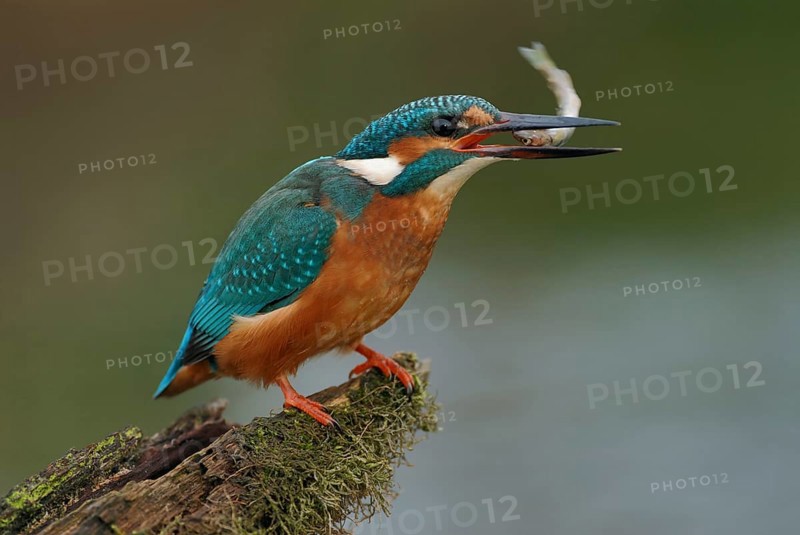 Head first... Kingfisher (Alcedo atthis) holds a fish in its beak to eat it, head first protects against injuries in the gullet caused by spines or bones, Lower Rhine, North Rhine-Westphalia, Germany, Western Europe