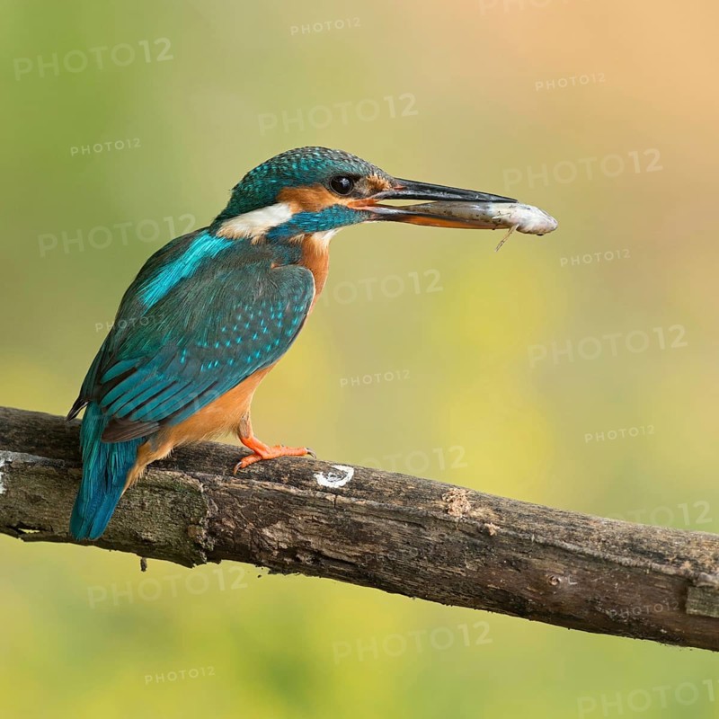 Kingfisher (Alcedo atthis), adult female, holding prey, a fish in her beak, finely resolved natural background, fresh summer colours, Lower Rhine, North Rhine-Westphalia, Germany, Western Europe