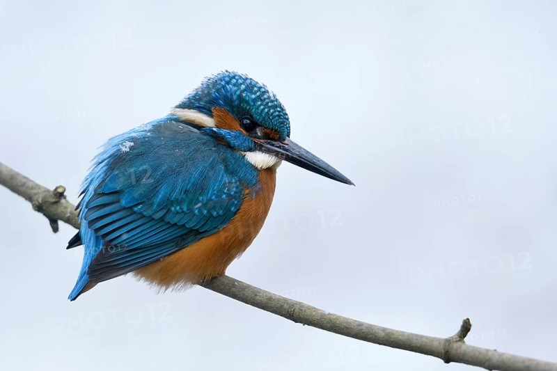 Iridescent blue and orange... Kingfisher (Alcedo atthis), male in winter in the snow, in light snowfall with snowflakes in its plumage, looking out for prey from its perch, Lower Rhine, North Rhine-Westphalia, Germany, Western Europe
