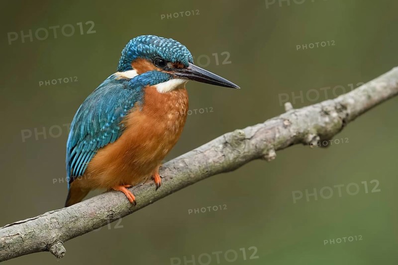 Classics of nature and animal photography... Kingfisher (Alcedo atthis), adult male on perching branch, typical picture of the blue diamond of the native bird world, Lower Rhine, North Rhine-Westphalia, Germany, Western Europe