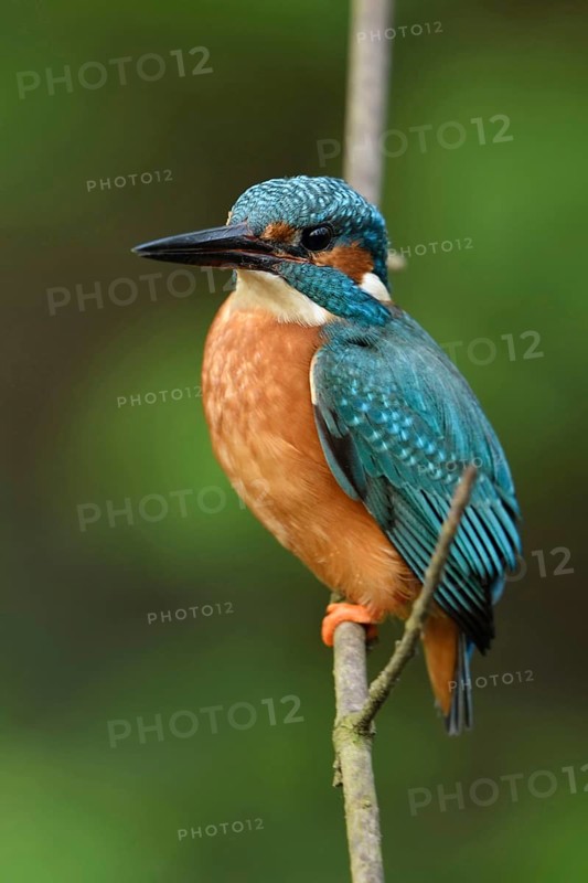 Blue and orange plumage... Kingfisher (Alcedo atthis), certainly one of our most beautiful native birds, lives in clear, clean waters, is also known as a flying gemstone because of its splendid colours, Lower Rhine, North Rhine-Westphalia, Germany, Western Europe