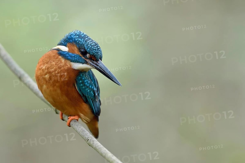 Impressive beak... Kingfisher (Alcedo atthis) on the hunt, the beak is a deadly weapon, either the kingfisher grabs its prey in a dive with the beak or spears it, kingfishers hunt mainly fish, but also insects and amphibians, Lower Rhine, North Rhine-Westphalia, Germany, Western Europe
