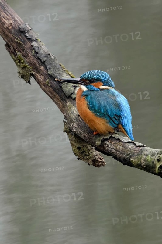 Breeding preparations... Kingfisher (Alcedo atthis) with remains of soil on its beak from digging its breeding tube, male adult bird, native birdlife, wildlife, nature, Lower Rhine, Rhineland, North Rhine-Westphalia, Germany, Western Europe