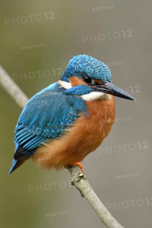 Typical picture... Kingfisher (Alcedo atthis) on perching branch, adult bird, male, recognisable by the completely black bill, one of the best known native bird species, native birdlife, wildlife, nature, Rhineland, Lower Rhine, North Rhine-Westphalia, Germany, Western Europe