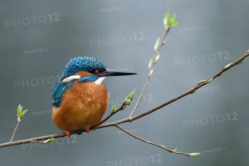 In spring... Kingfisher (Alcedo atthis), male kingfisher sitting on a thin branch on which the leaves are falling, colourful natural spring picture of the colourful, well-known native bird, popular bird, Lower Rhine, North Rhine-Westphalia, Germany, Western Europe