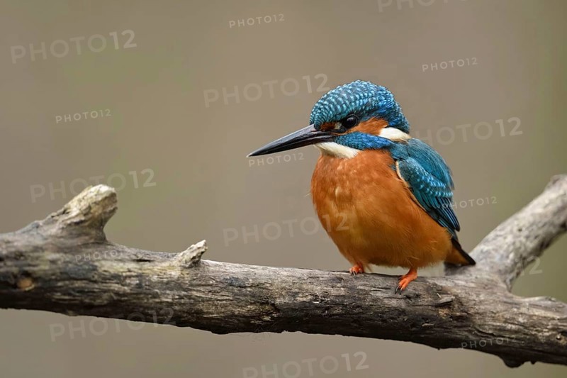 Bright orange breast... Kingfisher (Alcedo atthis), male, adult bird, on perching branch, frontal view of the colourful bird, detailed, native birdlife, wildlife, nature, Rhineland, Cologne Bay, Regier, North Rhine-Westphalia, Germany, Western Europe