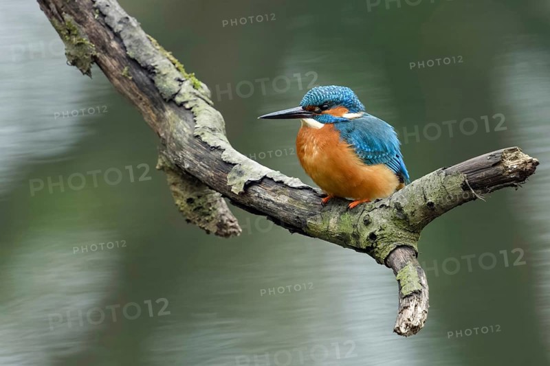Just above the surface of the water... Kingfisher (Alcedo atthis) on a natural perch, kingfishers are also known as flying diamonds or gems of the bird world because of their dazzling plumage, Lower Rhine, North Rhine-Westphalia, Germany, Western Europe