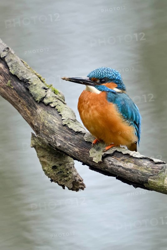Cavity-nesting bird... Kingfisher (Alcedo atthis) with soil on its beak, probably just digging at its breeding den in a nearby cliff, now hunting, sitting on a branch above the water, Lower Rhine, North Rhine-Westphalia, Germany, Western Europe