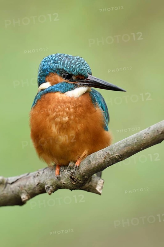 Kingfisher (Alcedo atthis), sitting on a branch in front of a dissolved green background, looking to the side, fronatel view, very detailed close-up, wildlife, Europe, North Rhine-Westphalia, Germany, Western Europe