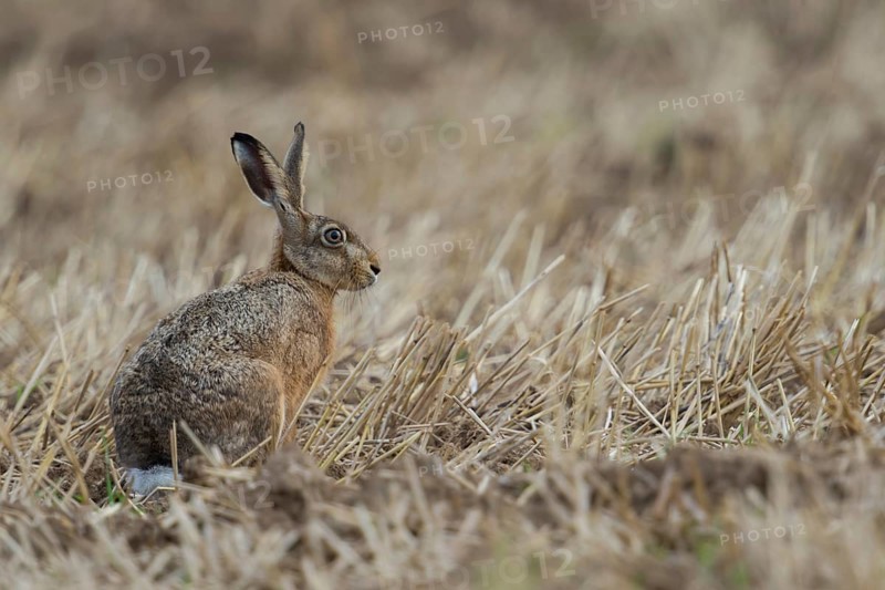 Between crop stubble... European hare (Lepus europaeus), hare sitting on a harvested field, native nature, small game, threatened by hare plague, Lower Rhine, Rhineland, North Rhine-Westphalia, Germany, Western Europe
