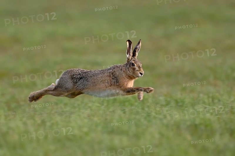 Leaping... European hare (Lepus europaeus) hunts in long, wide leaps across a meadow, native nature, Lower Rhine, Rhineland, Meerbusch, North Rhine-Westphalia, Germany, Western Europe