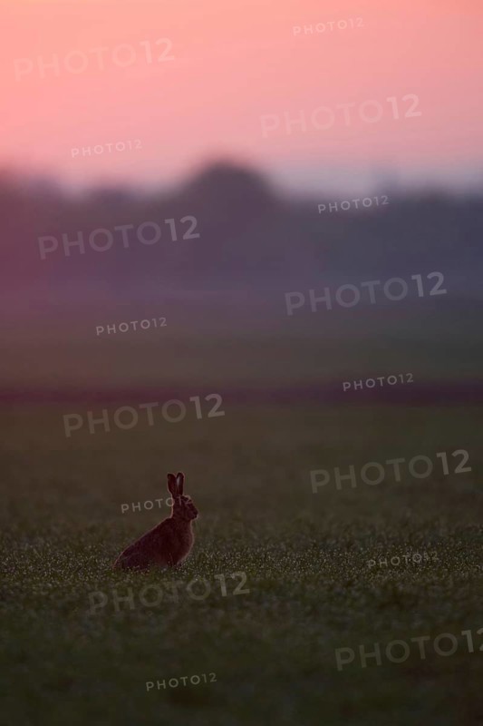 Dawn... European hare (Lepus europaeus) in the backlight far in front of sunrise on farmland, atmospheric picture, native nature, Lower Rhine, Rhineland, Rhine district Neuss, North Rhine-Westphalia, Germany, Western Europe