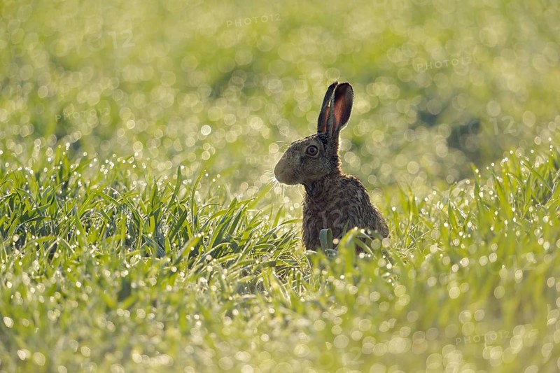 In a sea of light... European hare (Lepus europaeus) sits early in the morning on a field in young wheat, hundreds of dewdrops glitter and sparkle like diamonds on the grasses in the backlight, Lower Rhine, Rhineland, North Rhine-Westphalia, Germany, Western Europe