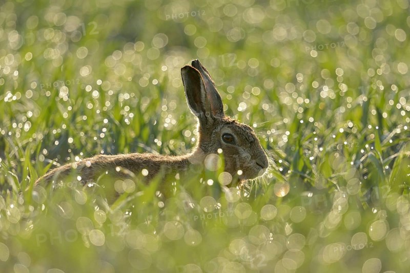 Bunny in the meadow... European hare (Lepus europaeus) early in the morning in the dewy grass of a young wheat field, dewdrops sparkle like diamonds in the early backlight, small game, threatened by the hare plague, native nature on the Lower Rhine, Rhineland, North Rhine-Westphalia, Germany, Western Europe