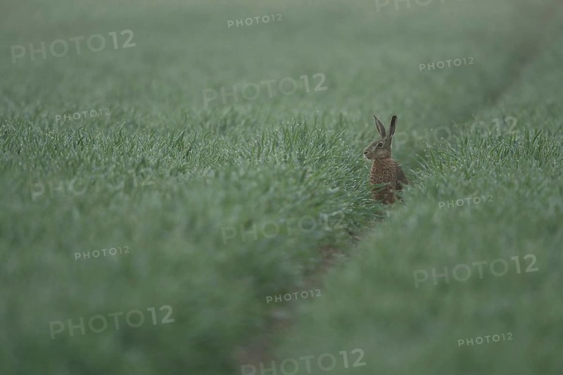 Brown Hare / European Hare (Lepus europaeus) sitting on its hind paws in a rut, watching over a dew wet field, wildlife, Europe, North Rhine-Westphalia, Germany, Western Europe