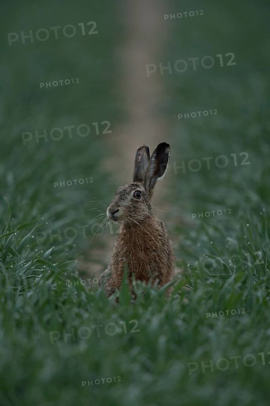 Hesitant... European hare (Lepus europaeus), hare sitting early in the morning at the end of a lane in the field, looking suspiciously ahead, glittering dewdrops hanging from the tips of the grasses around him, funny picture, small game, native nature in the Lower Rhine region, Rhineland, North Rhine-Westphalia, Germany, Western Europe