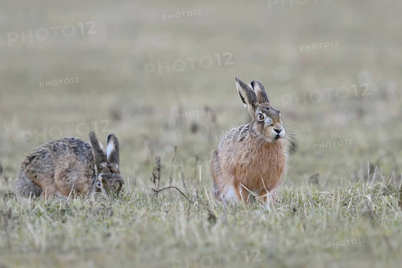 Two hares (Lepus europaeus), differently coloured, sitting together in a meadow, one eating, the other resting and watching, observing the surroundings with a sceptical look, early morning light, soft colours, native nature in the Lower Rhine region, Rhineland, North Rhine-Westphalia, Germany, Western Europe