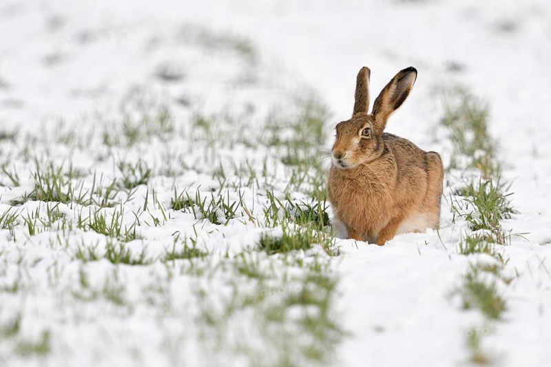 Winter... European hare (Lepus europaeus), hare crouching in the snow in a field on the Lower Rhine, its thick, long-haired winter coat protects it from the coldWinter hare, native nature on the Lower Rhine, Rhineland, North Rhine-Westphalia, Germany, Western Europe