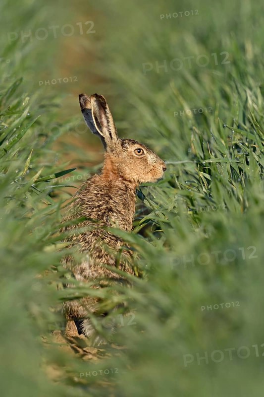 In the rain-soaked grain... Brown hare (Lepus europaeus) sitting in the lane of a cereal field, small game, threatened by hare plague, native nature in the Lower Rhine region, Rhineland, North Rhine-Westphalia, Germany, Western Europe