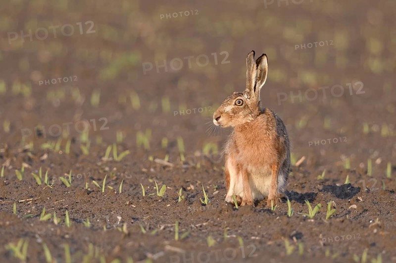 Irritated look... European hare (Lepus europaeus) sitting in the evening light on a freshly cultivated field, funny, expressive picture, native nature on the Lower Rhine, Rhineland, North Rhine-Westphalia, Germany, Western Europe