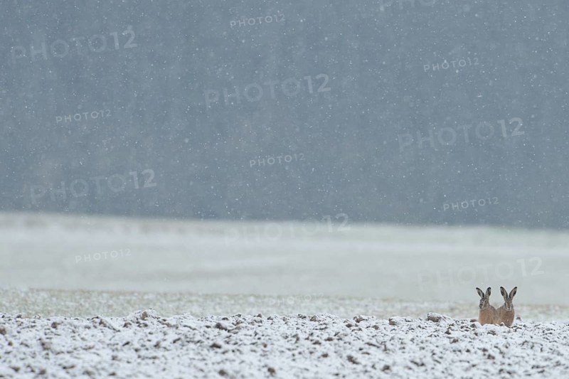 Two brown hares (Lepus europaeus) sitting next to each other in a field in winter during snowfall, pricking up their ears, waiting for better weather, native wildlife, funny animals, wildlife, native nature, Lower Rhine, Rhineland, Meerbusch, North Rhine-Westphalia, Germany, Western Europe