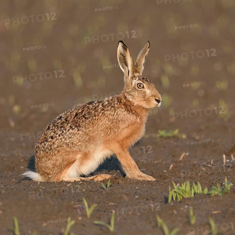 In the evening light... European hare (Lepus europaeus), adult, sits in the early morning light on a freshly tilled field in the absence of cover, is alert and ready to pounce when danger threatens, belongs to the small game, threatened by hare plague, native nature in the Lower Rhine region, Rhineland, North Rhine-Westphalia, Germany, Western Europe