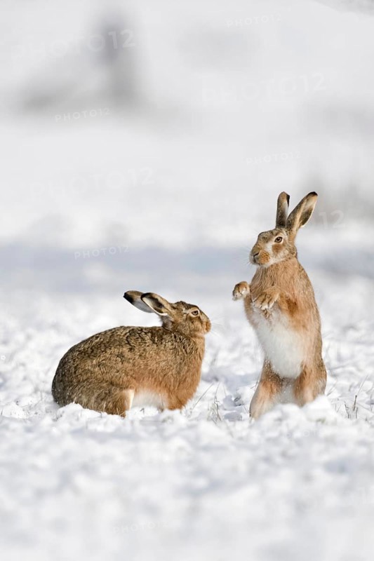 Brown hare (Lepus europaeus), pair of hares in winter at mating time, mating season, two hares playing, fighting, boxing in the snow, wild animals, wildlife, Lower Rhine, Rhineland, Meerbusch, North Rhine-Westphalia, Germany, Western Europe