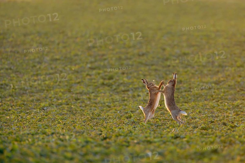 Brown hare, hare (Lepus europaeus), pair of hares at mating time, mating season, two hares fighting, boxing with each other, standing upright on their hind legs facing each other, early morning light, Lower Rhine, Rhineland, Meerbusch, North Rhine-Westphalia, Germany, Western Europe