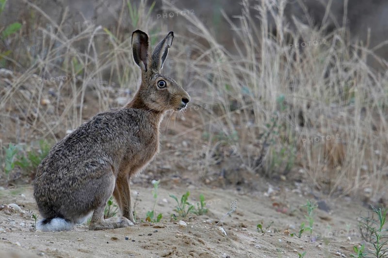 Attentive look... Brown hare (Lepus europaeus), adult hare photographed at eye level in a sand pit, all the typical characteristics of a hare can be seen in the picture, small game, native nature in the Lower Rhine region, Rhineland, North Rhine-Westphalia, Germany, Western Europe