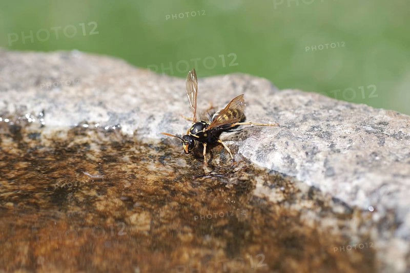 Domestic field wasp (Polistes dominula), water, drinking, macro, birdbath, When it is very hot, the field wasps take water from the water trough