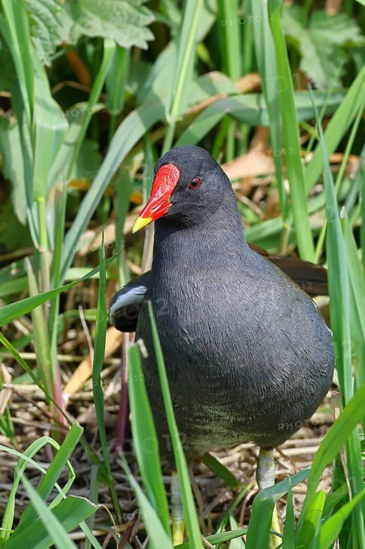 Moorhen (Gallinula chloropus), in the reeds on the bank of a moor ditch, Ochsenmoor, Dümmer See, Hüde, Lower Saxony, Germany