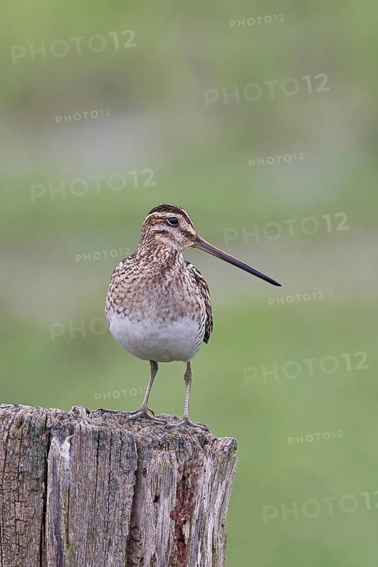 Snipe (Gallinago gallinago), standing on fence post of a pasture, on moorland, snipe birds, wildlife, nature photography, Ochsenmoor, Naturpark Dümmer See, Hüde, Lower Saxony, Germany