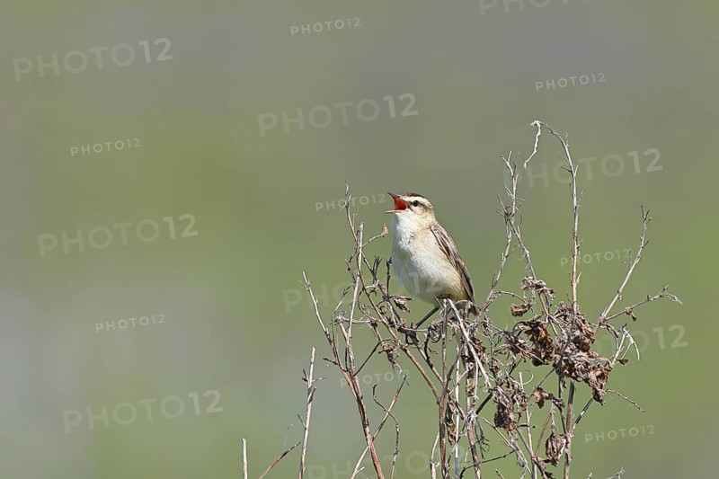 Reed warbler (Acrocephalus schoenobaenus) sits singing in a shrub in its natural environment, Wildlife, Lembruch, Ochsen Moor, Dümmer nature park Park, Lower Saxony, Germany