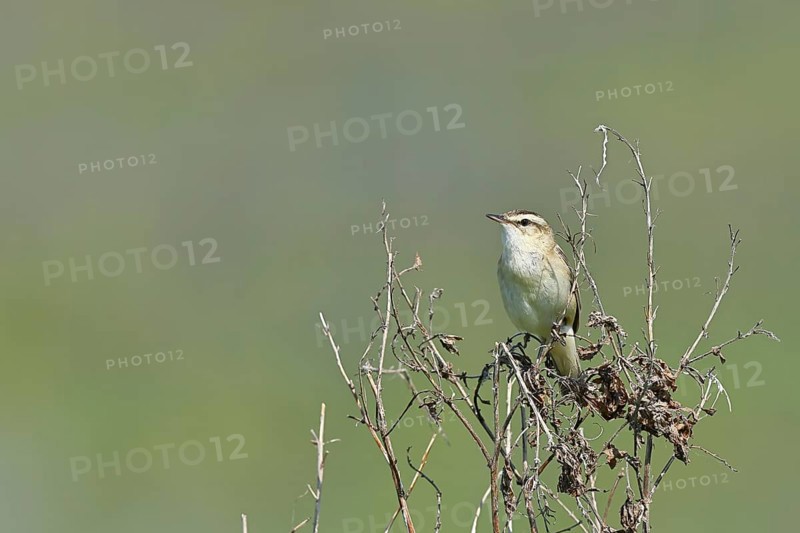 Reed warbler (Acrocephalus schoenobaenus) sitting in a shrub in its natural environment, Wildlife, Lembruch, Ochsen Moor, Dümmer nature park Park, Lower Saxony, Germany