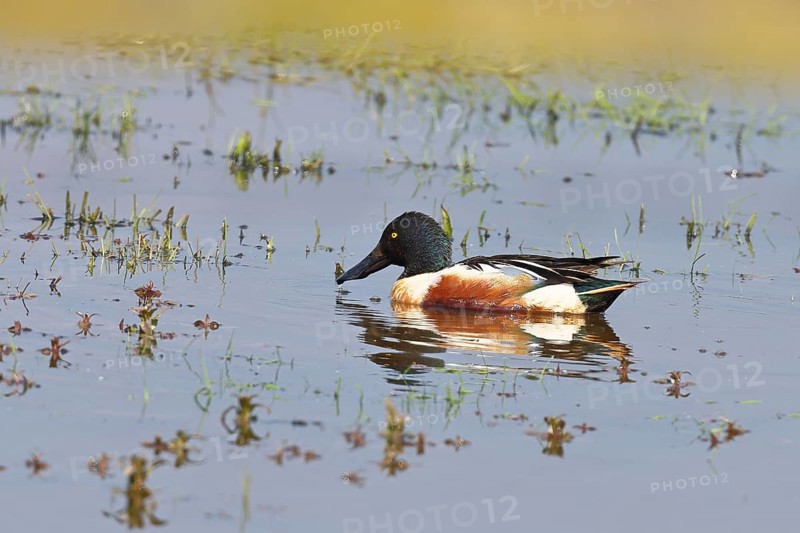Shoveler (Anas clypeata), drake, male on a wet meadow, Ochsenmoor, Dümmer, Lemförde, Lower Saxony, Germany