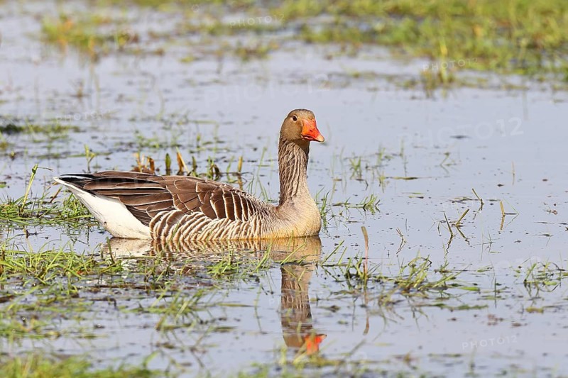 Grey goose (Anser anser) on a moor, Dümmer, Lake Dümmer, Ochsenmoor, Hüde, Lower Saxony, Germany