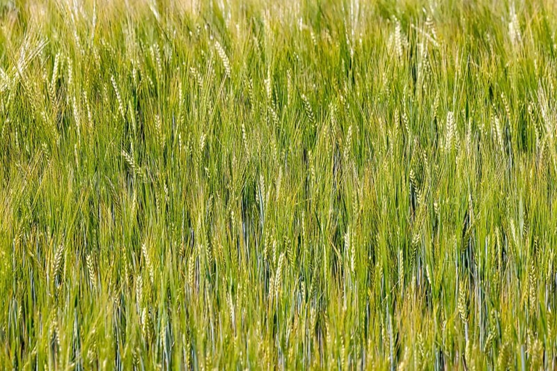 Grain field with barley in early summer on the Swabian Alb. Merklingen, Baden-Württemberg, Germany