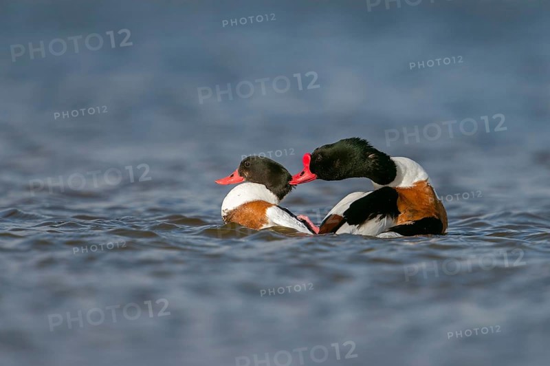 Stay here... Shelduck (Tadorna tadorna) during copulation, mating, drake rides up on the goose, pushes it under water, holding on to its head with its beak, native nature, North Holland, Netherlands, Western Europe