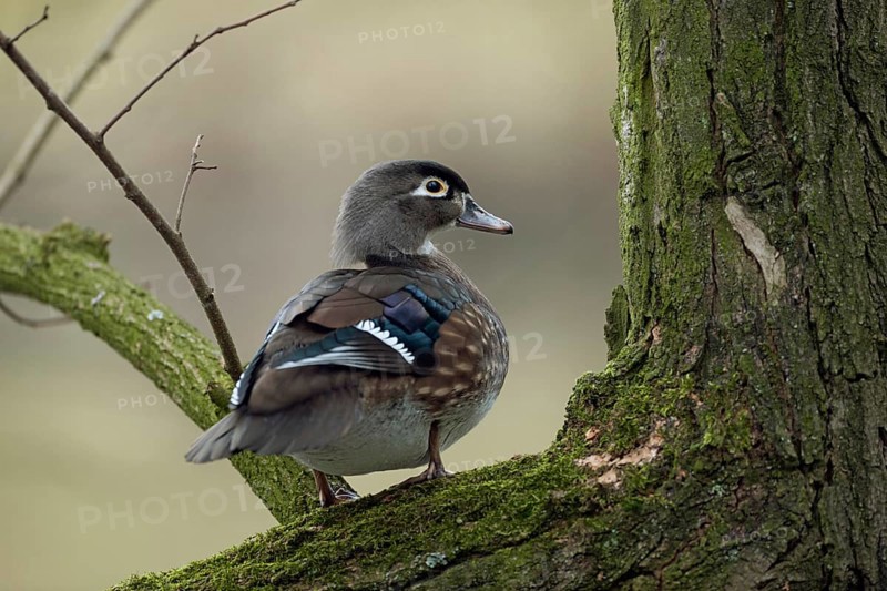 In the tree... Brown duck (Aix sponsa), female, very pretty duck species, not actually native to Germany, natural distribution area North America, but often a captive refugee, typical picture for the species, lives mainly on forest lakes, adapted to a life in wooded areas, trees serve as breeding and resting places, prefers to breed in abandoned nesting cavities of woodpeckers, native nature, Lower Rhine, Rhineland, North Rhine-Westphalia, Germany, Western Europe