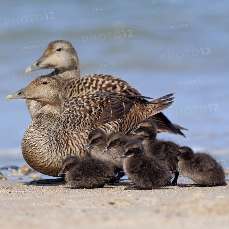 Kindergarten... Eider duck (Somateria mollissima), two wild ducks, females looking after young chicks together on the beach of the Helgoland dune, sometimes eider ducks watch over young birds of other species, serves the conservation of the species, the protection of young birds, native nature, Helgoland, Schleswig-Holstein, Germany, Western Europe