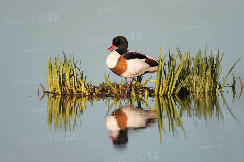 Shelduck (Tadorna tadorna), male, drake in breeding dress, summer dress, standing on a small reed island, reflected in the water, late, clear evening light, wildlife, native nature, North Holland, Netherlands, Western Europe