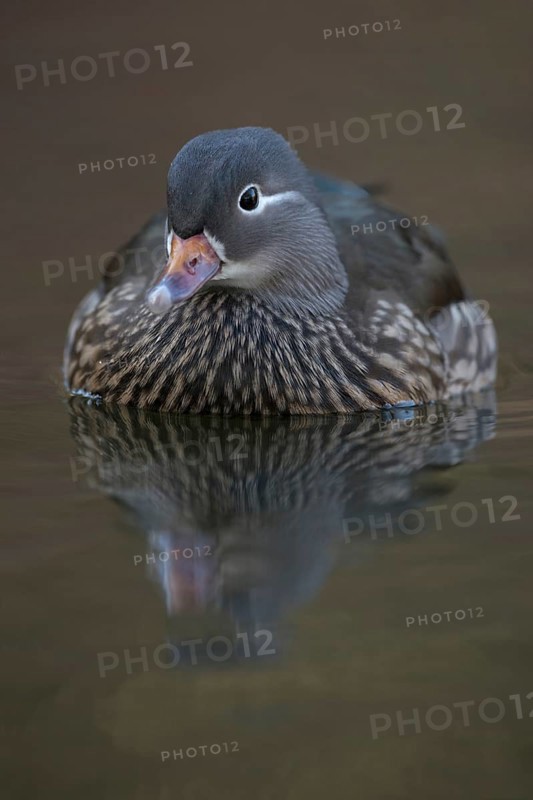 The female... Mandarin Duck (Aix galericulata), detailed close-up of a beautifully marked female Mandarin Duck, established captive fledgling, native nature, Lower Rhine, Rhineland, North Rhine-Westphalia, Germany, Western Europe