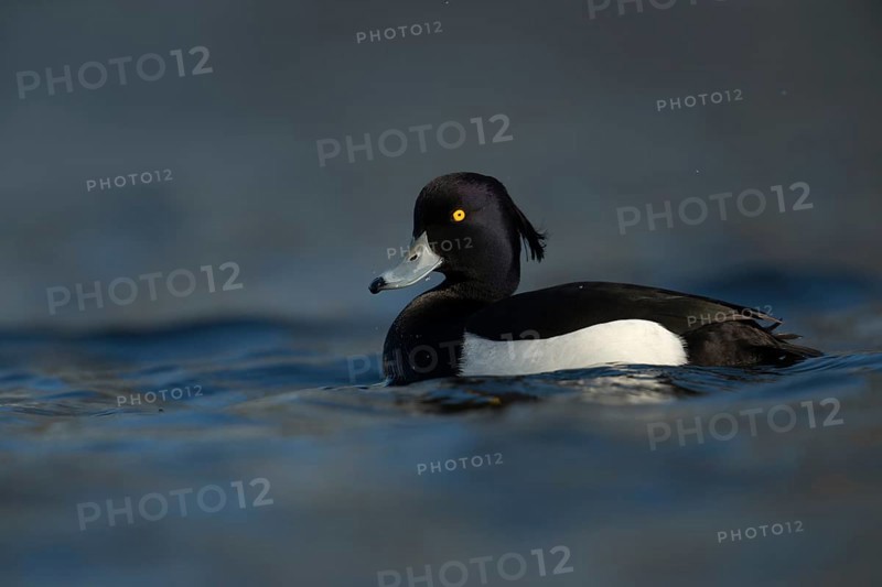 Bright yellow eyes... Tufted Duck (Aythya fuligula), male in fresh plumage, early spring, violet shimmering black and white plumage, blue bill with black tip, relatively common native wild duck, native nature, Lower Rhine, Rhineland, North Rhine-Westphalia, Germany, Western Europe