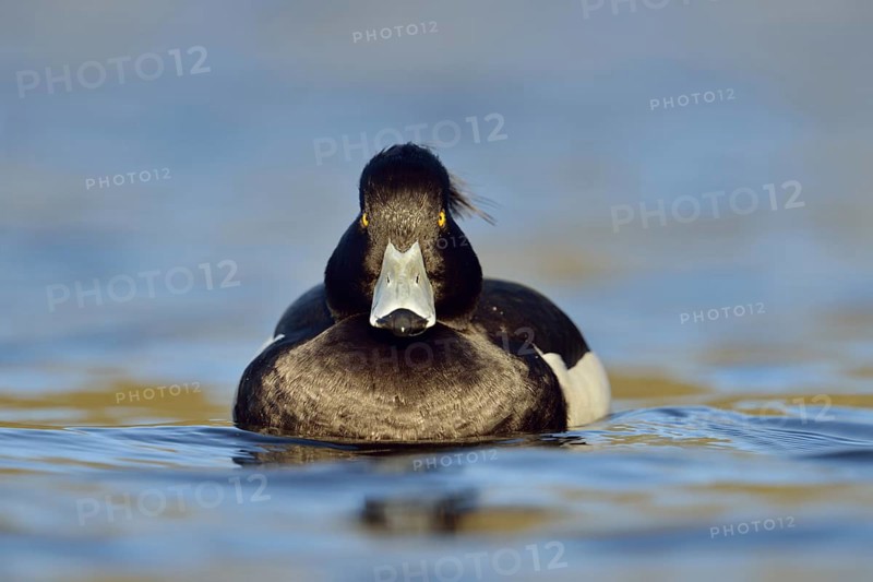 Direct gaze, insistent eye contact... Tufted duck (Aythya fuligula), relatively common native duck species, often travelling in larger flocks in winter, conspicuous due to black and white plumage and yellow eyes, native nature, Lower Rhine, Rhineland, North Rhine-Westphalia, Germany, Western Europe