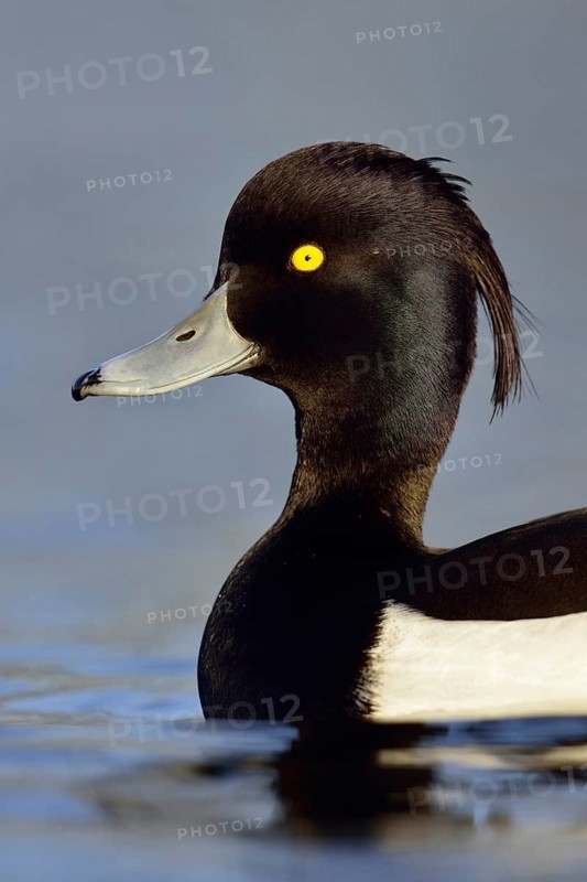 Duck portrait... Tufted Duck (Aythya fuligula), drake in splendid plumage with long decorative feathers, feather crest, head portrait, common native duck species, native nature, Lower Rhine, Rhineland, North Rhine-Westphalia, Germany, Western Europe