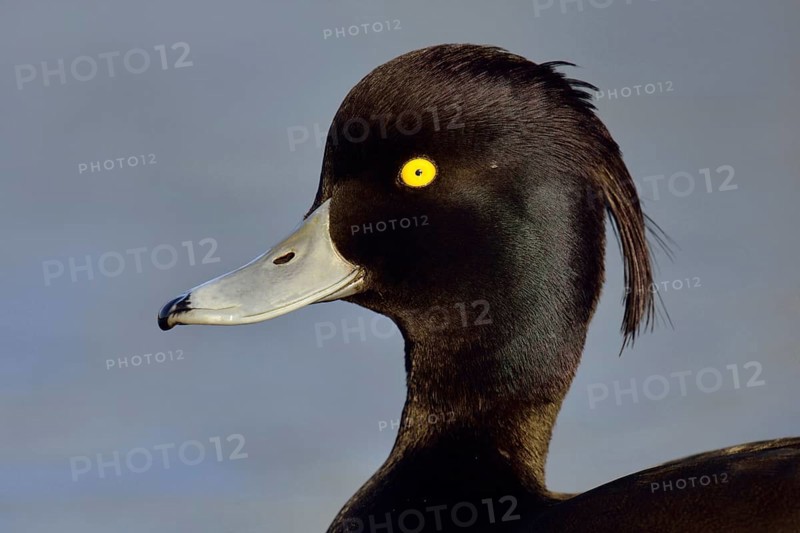 Duck portrait... Tufted Duck (Aythya fuligula), drake in splendid plumage with long decorative feathers, feather crest, head portrait, common native duck species, native nature, Lower Rhine, Rhineland, North Rhine-Westphalia, Germany, Western Europe