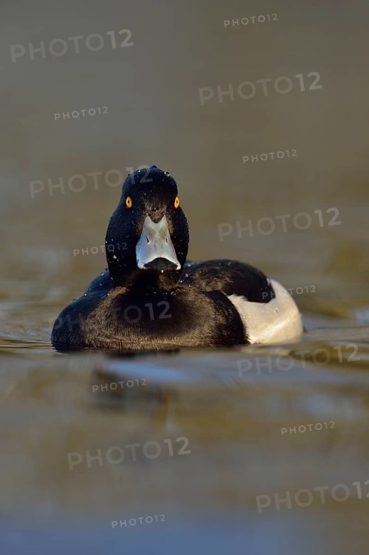Wet from a dive... Tufted duck (Aythya fuligula), sociable waterfowl, often travelling in larger groups in winter, relatively small, compactly built duck, native nature, Lower Rhine, Rhineland, North Rhine-Westphalia, Germany, Western Europe