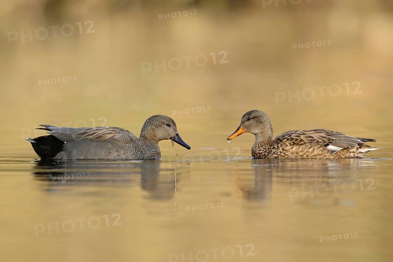 Cosy togetherness... Gadwall (Anas strepera), pair, couple in beautiful breeding plumage, detailed side views of male and female together, native nature, Lower Rhine, Rhineland, North Rhine-Westphalia, Germany, Western Europe