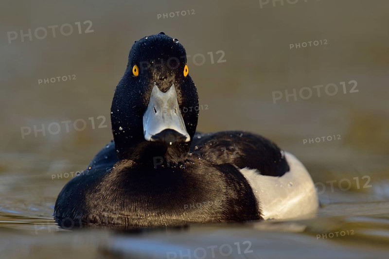Wet from a dive... Tufted duck (Aythya fuligula), sociable waterfowl, often travelling in larger groups in winter, relatively small, compactly built duck, native nature, Lower Rhine, Rhineland, North Rhine-Westphalia, Germany, Western Europe